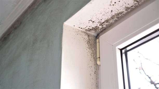 Best Mold Damage Restoration  in Crestview Hills, KY