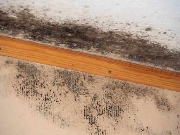 Best Commercial Mold Inspection  in Crestview Hills, KY