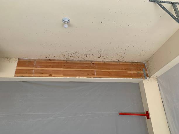  Crestview Hills, KY Mold Removal Pros